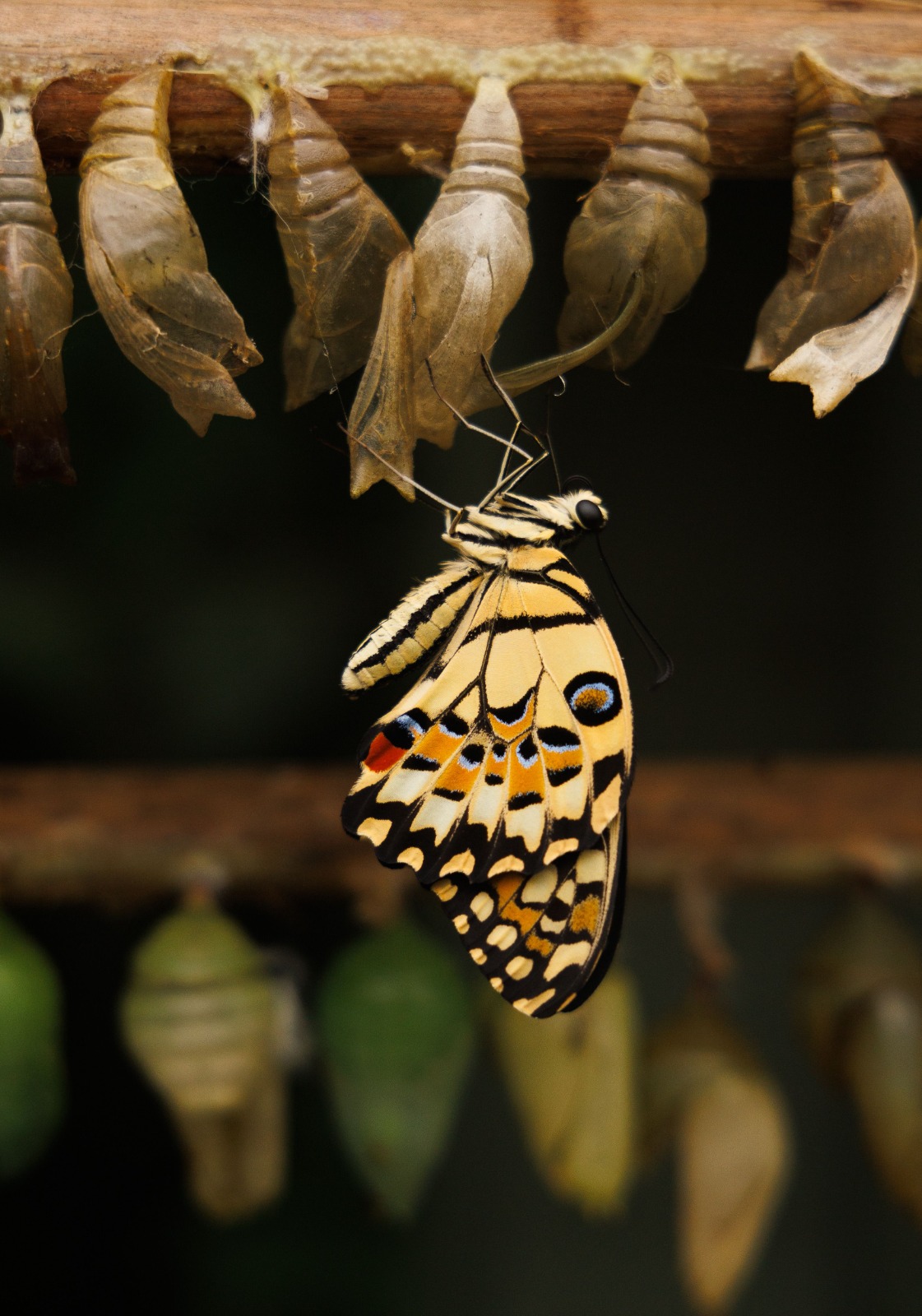 Illustration of butterflies rising from a tree canopy